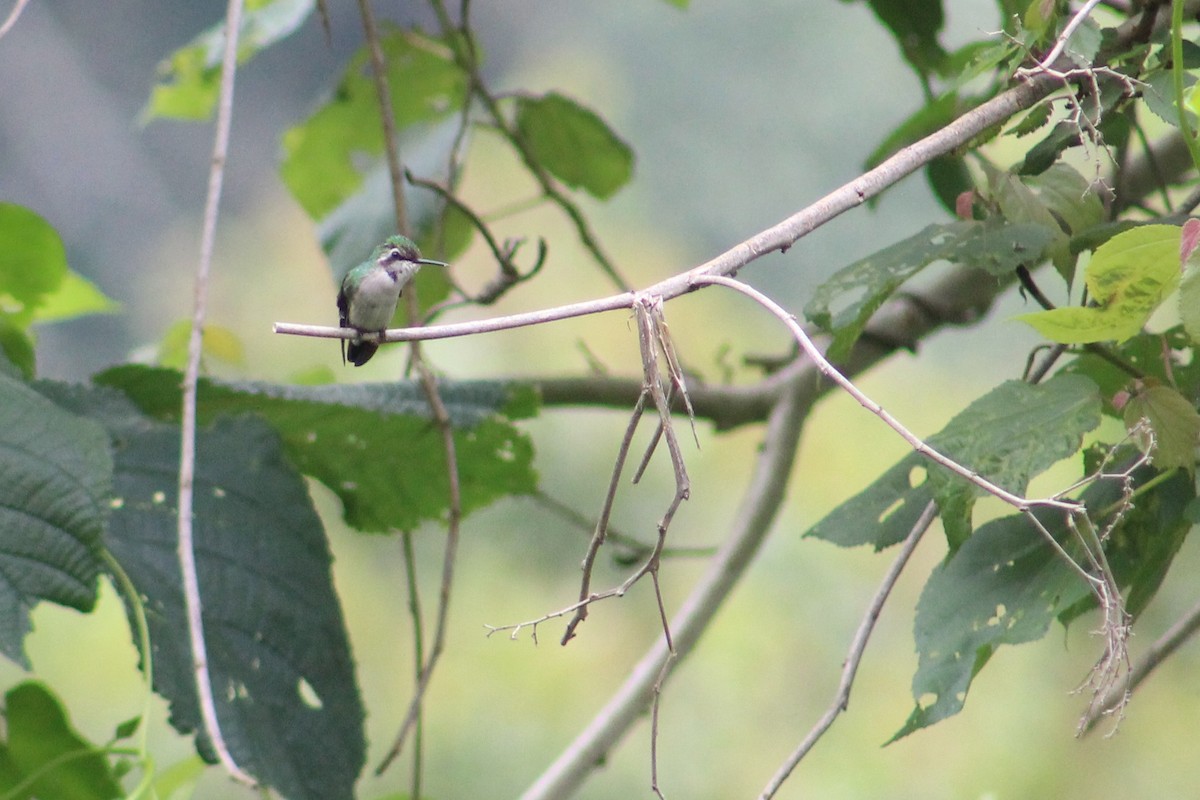 Green-tailed Emerald - ML623491308