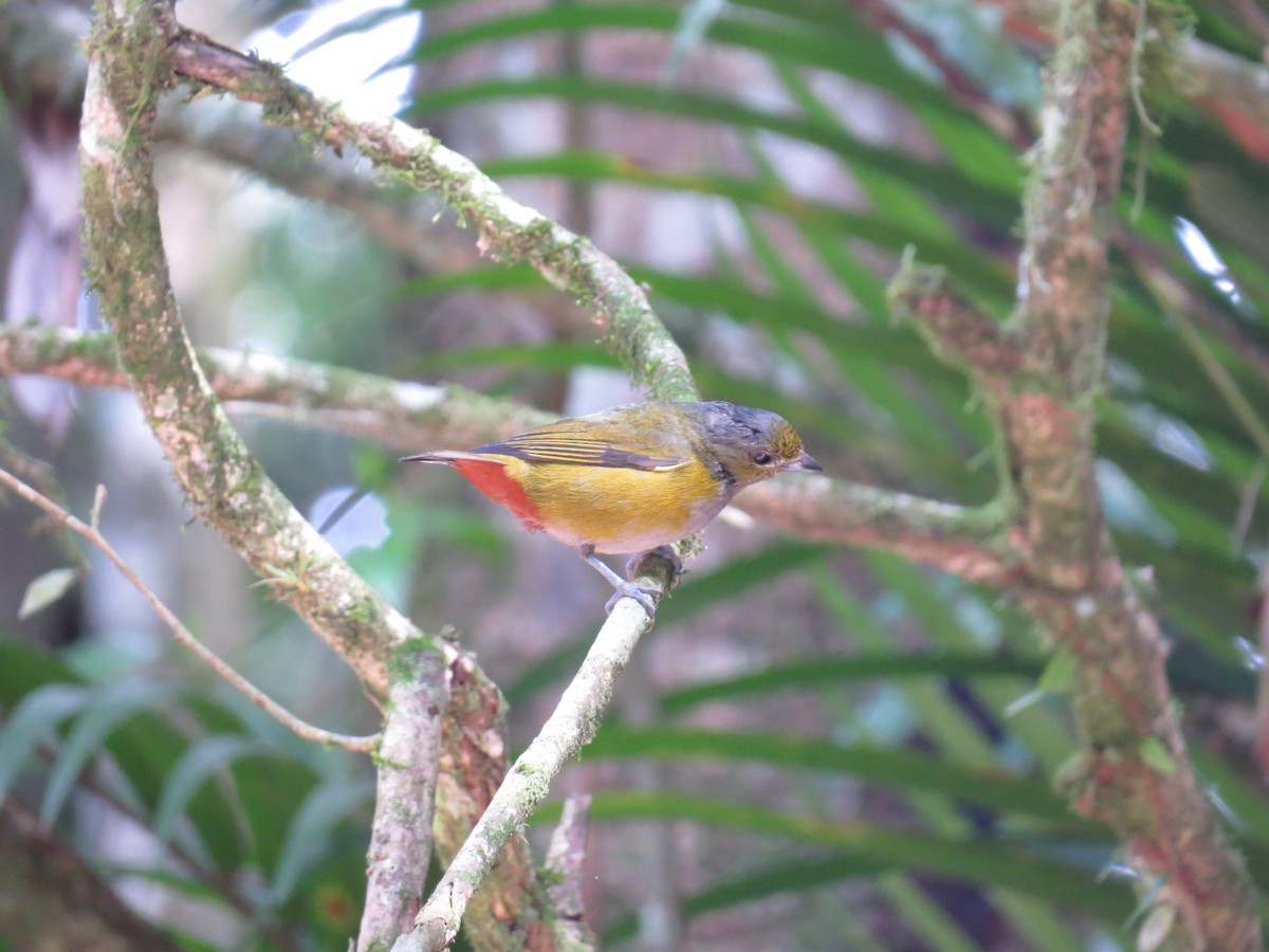 Chestnut-bellied Euphonia - ML623491315