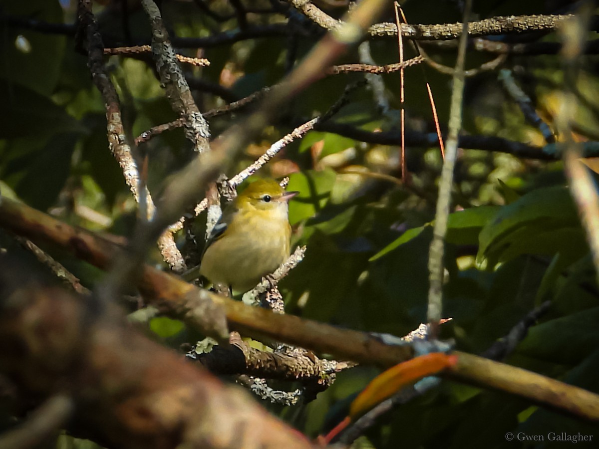 Bay-breasted Warbler - ML623491347