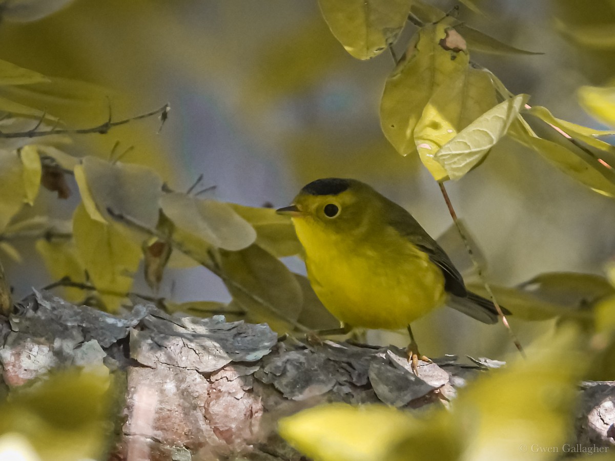 Wilson's Warbler - ML623491354