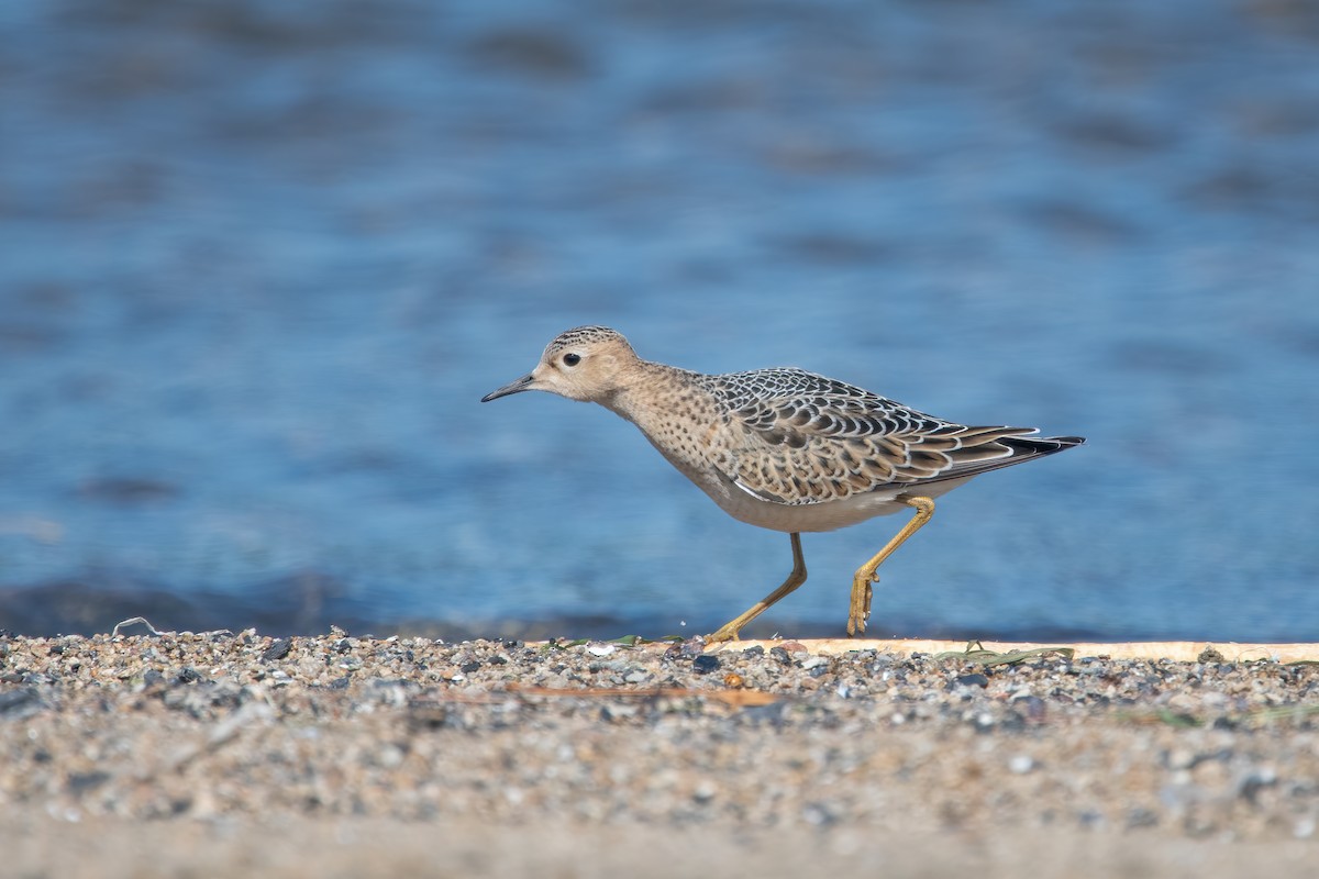 Buff-breasted Sandpiper - ML623491407