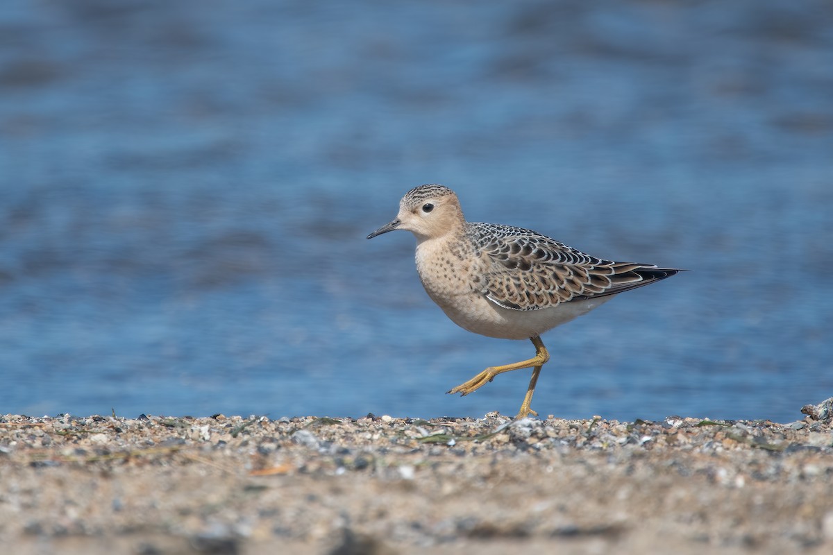 Buff-breasted Sandpiper - ML623491414