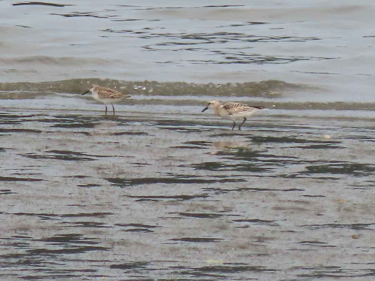 Sanderling - Kyle Leader