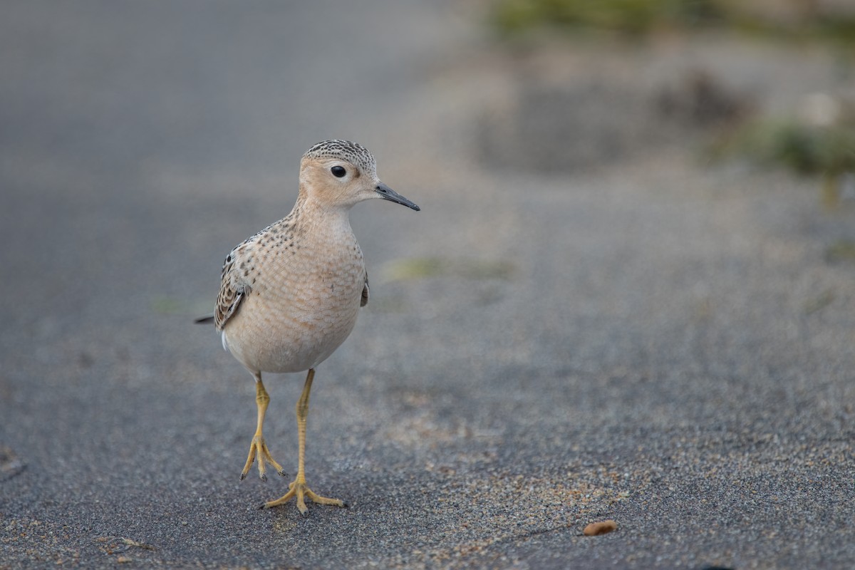 Buff-breasted Sandpiper - ML623491480