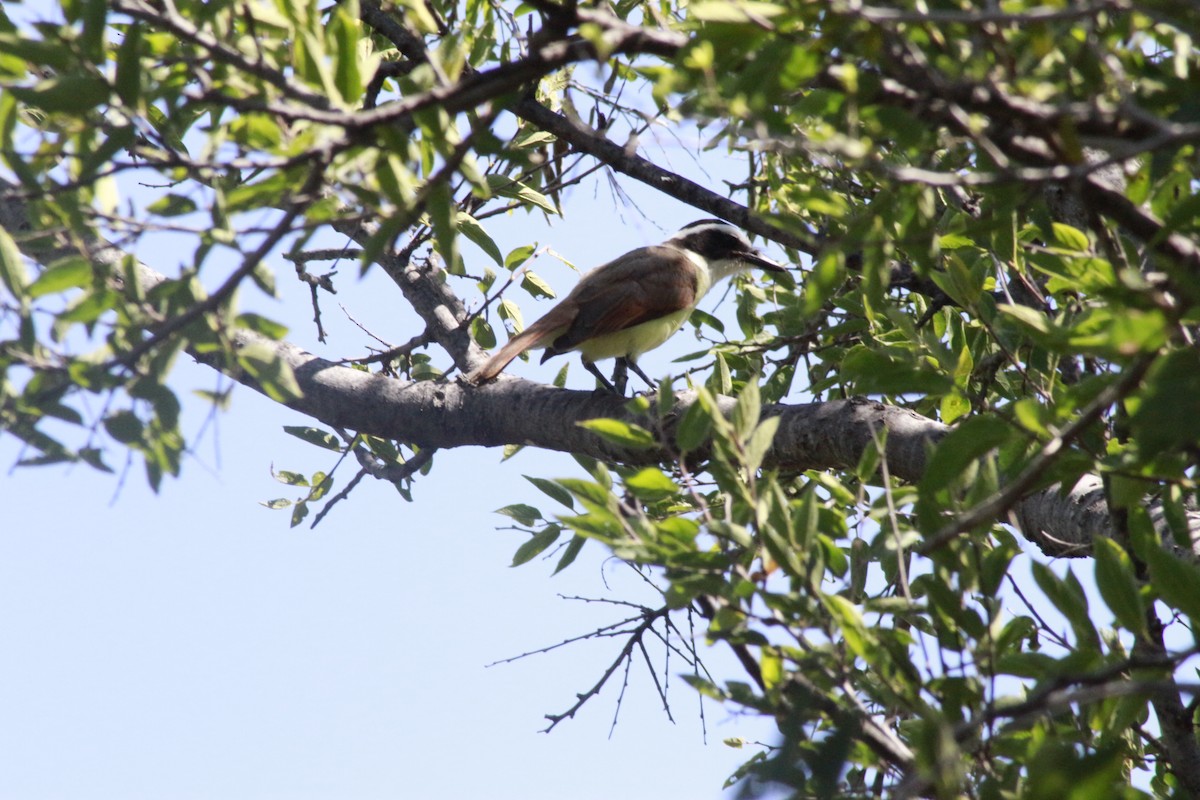 Great Kiskadee - ML623491493