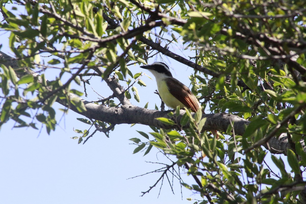 Great Kiskadee - ML623491494