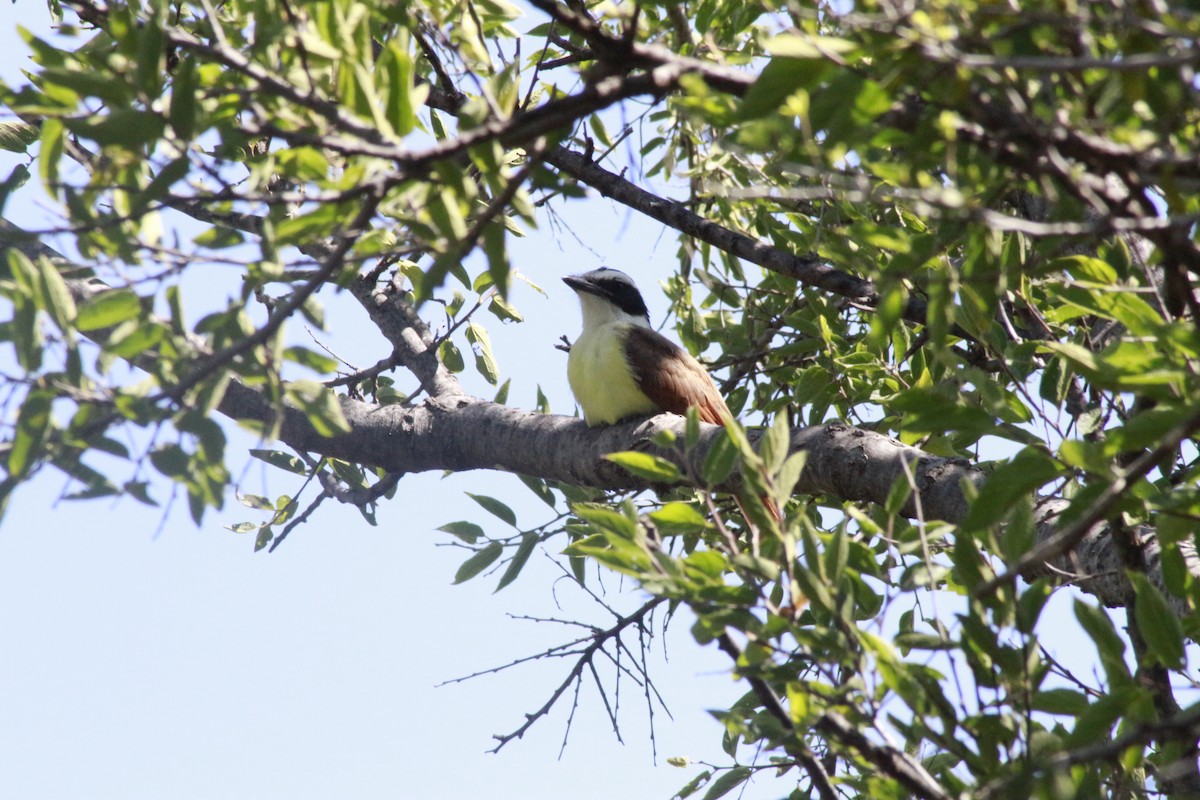 Great Kiskadee - ML623491495