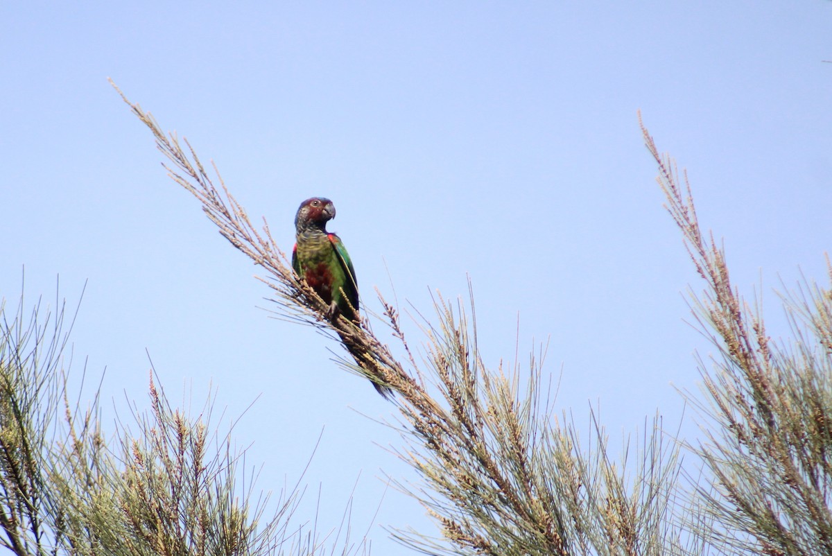 Painted Parakeet - ML623491510