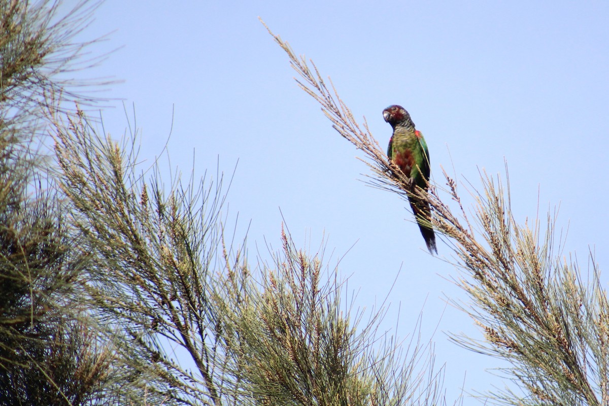 Painted Parakeet - ML623491512