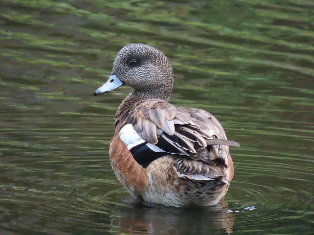 American Wigeon - ML623491523