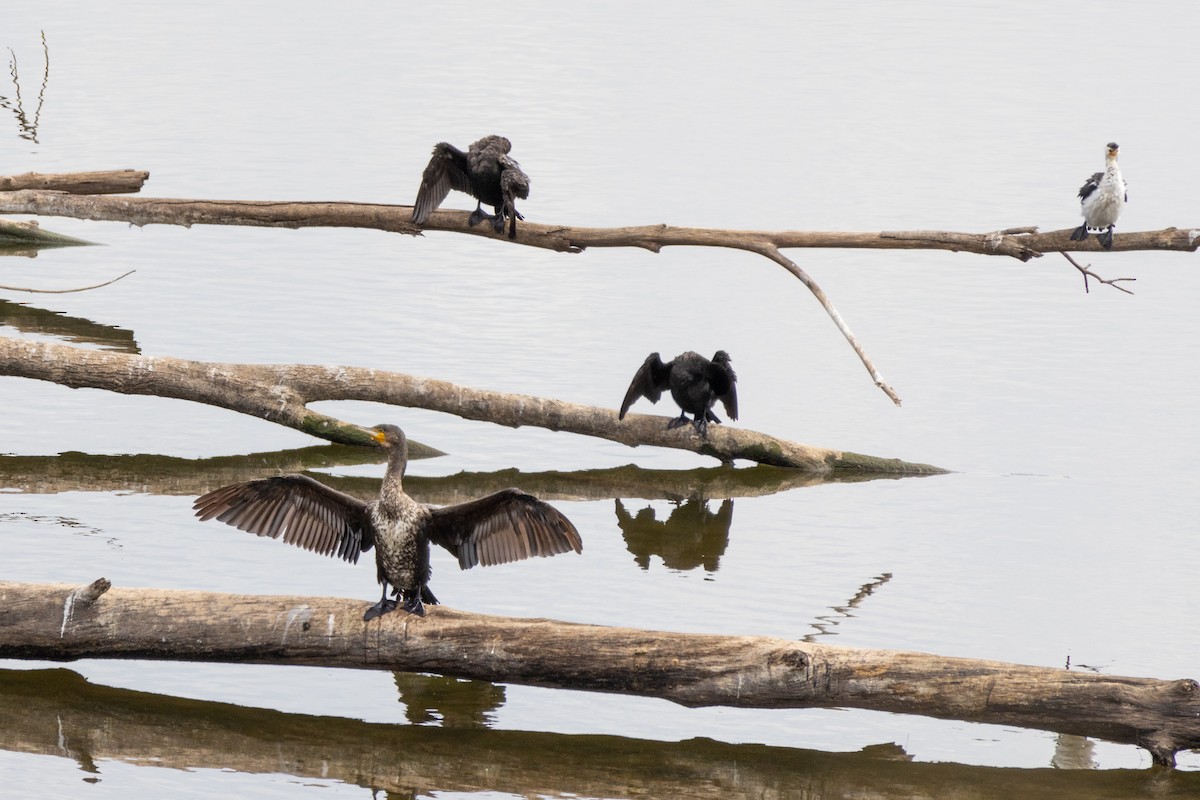 Great Cormorant (Australasian) - ML623491534