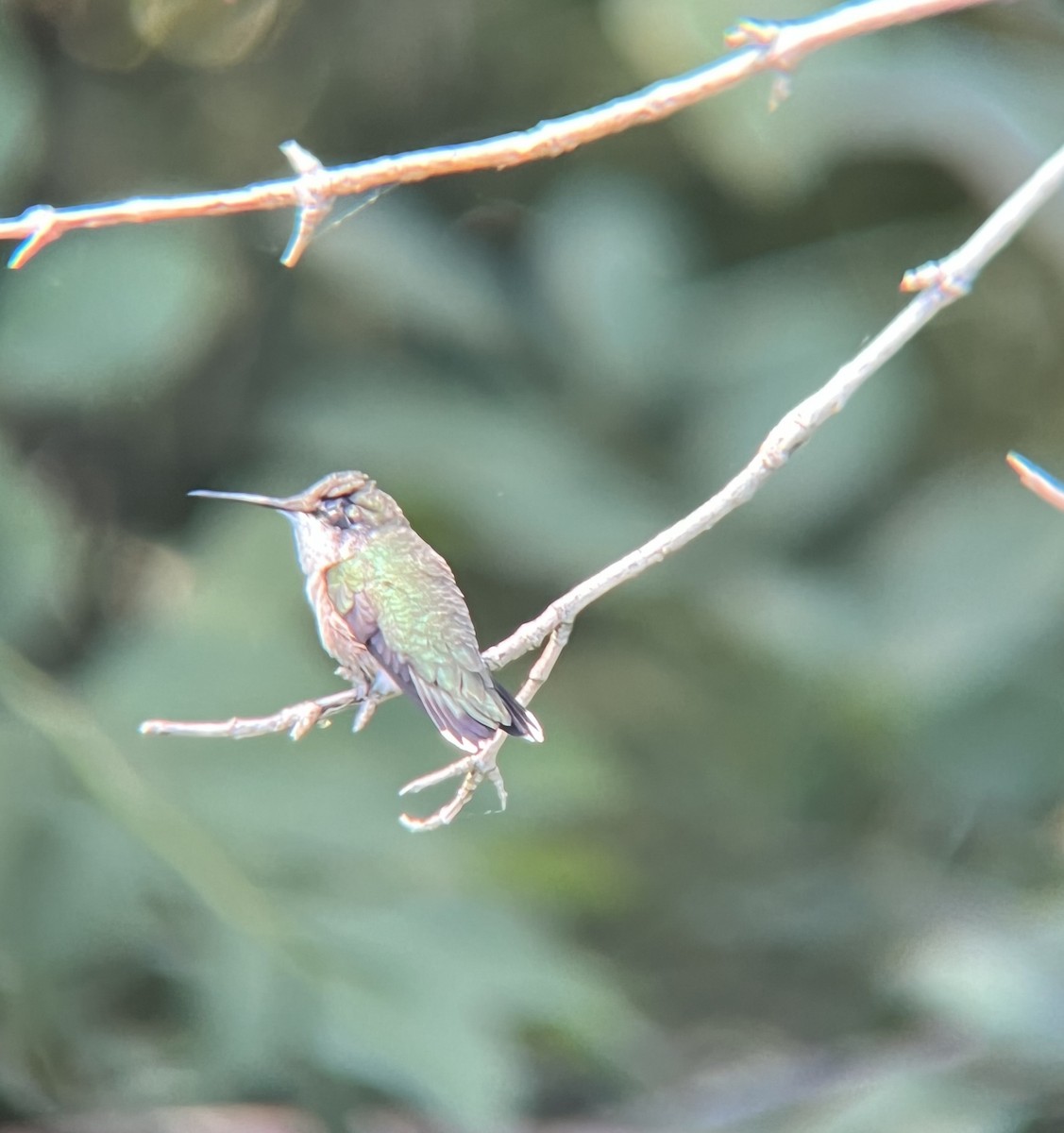 Ruby-throated Hummingbird - ML623491562