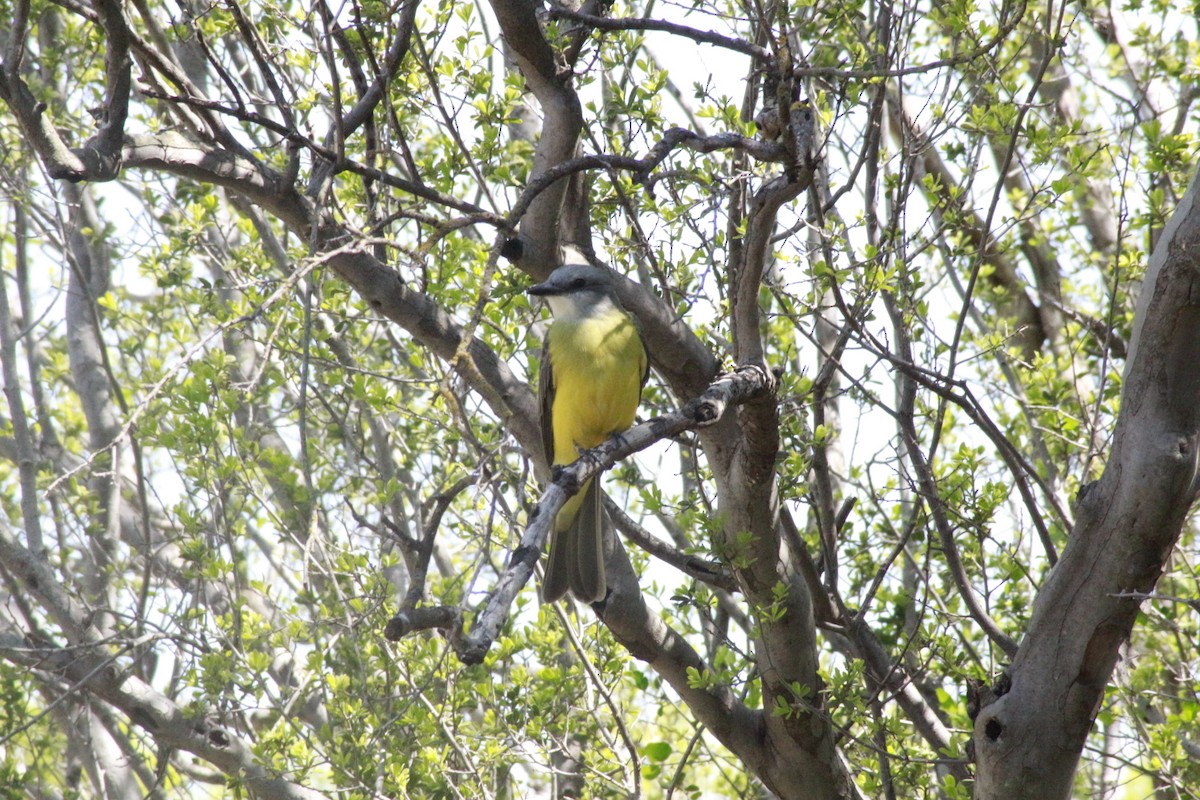 Couch's Kingbird - ML623491606