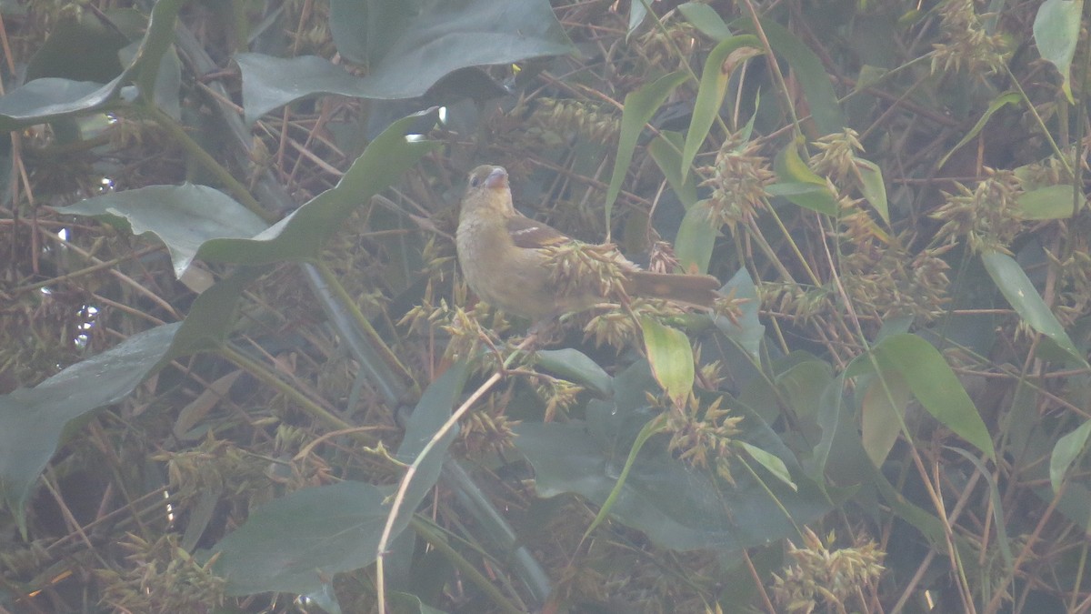 Buffy-fronted Seedeater - ML623491630