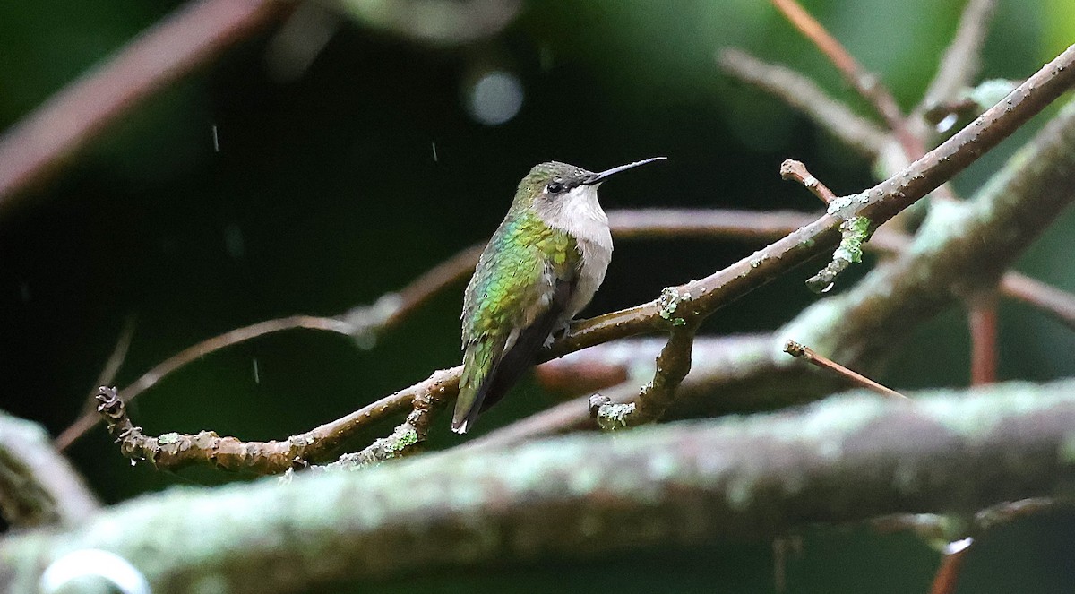 Ruby-throated Hummingbird - ML623491639