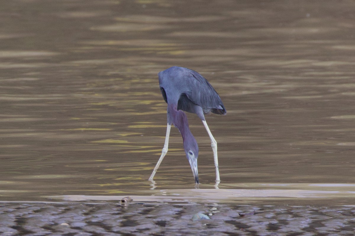 Little Blue Heron - ML623491640