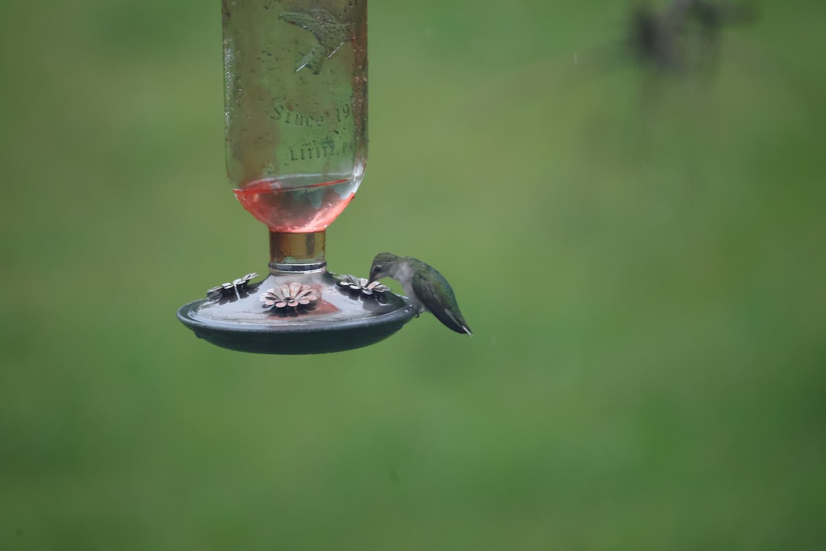 Ruby-throated Hummingbird - ML623491662