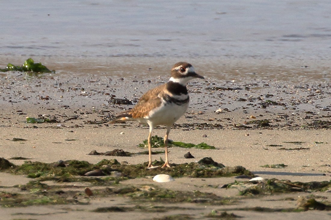 Killdeer - ML623491701