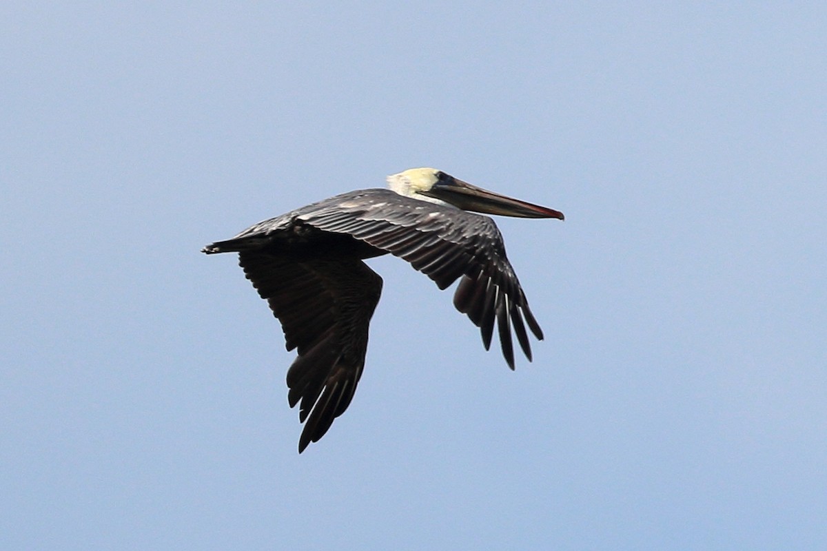 Brown Pelican - ML623491739