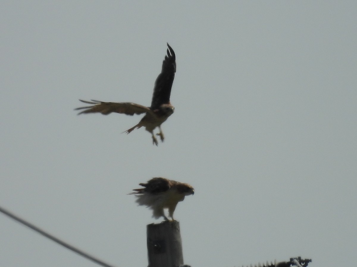 Red-tailed Hawk - ML623491742