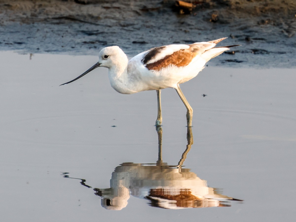 American Avocet - Ian Burgess