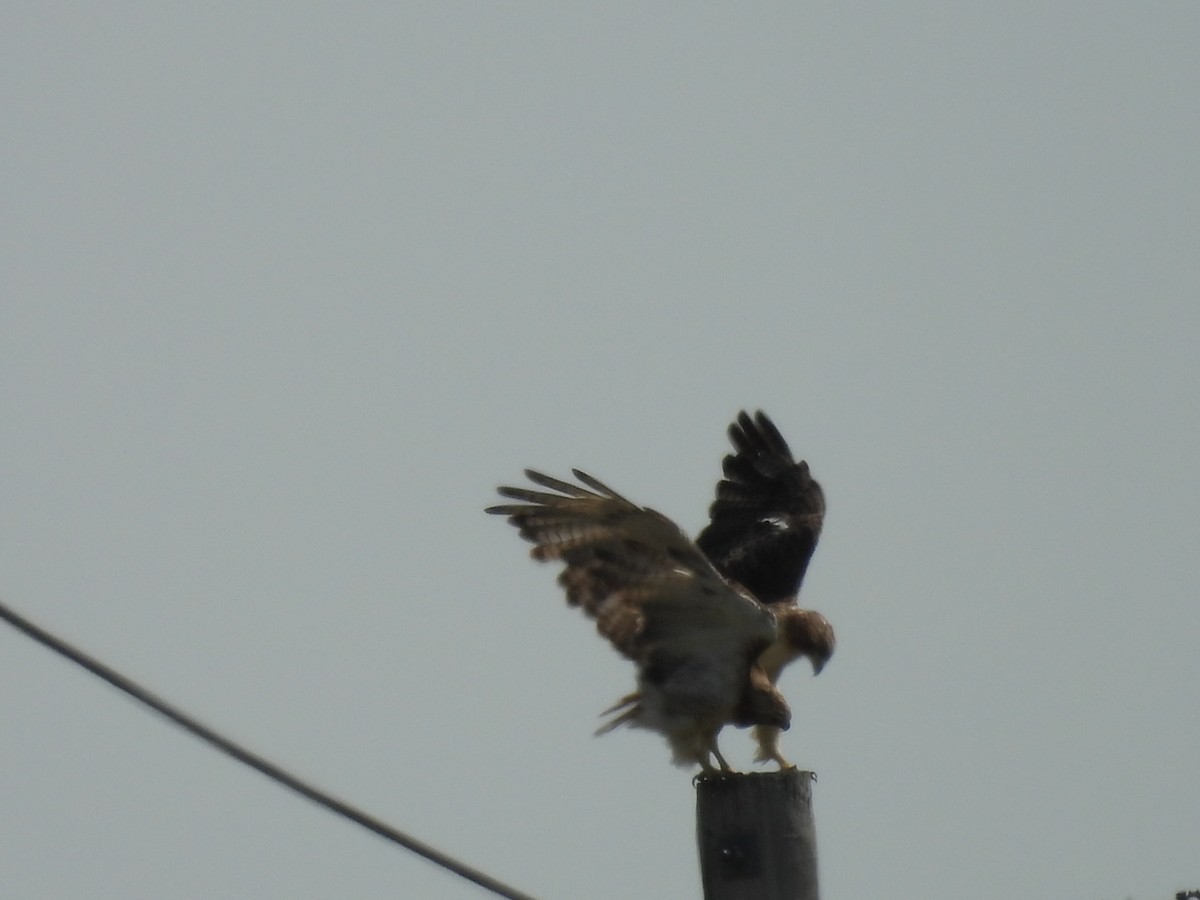 Red-tailed Hawk - ML623491744