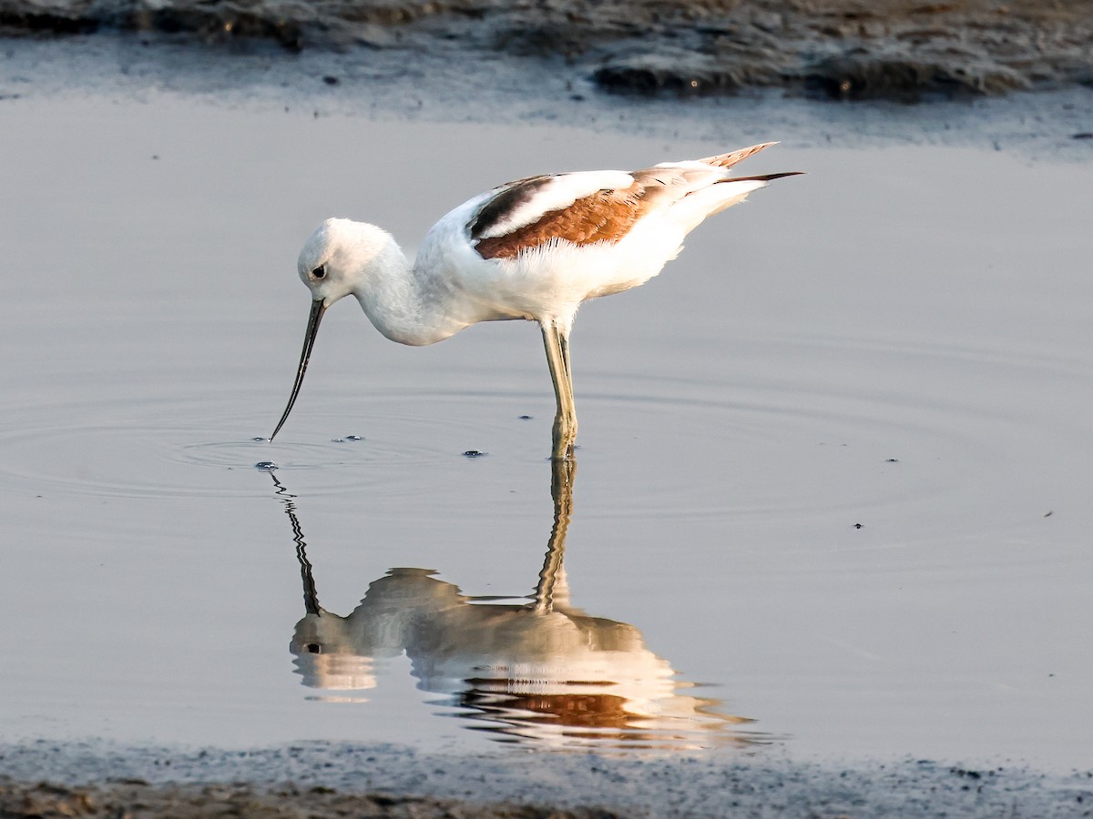 American Avocet - Ian Burgess