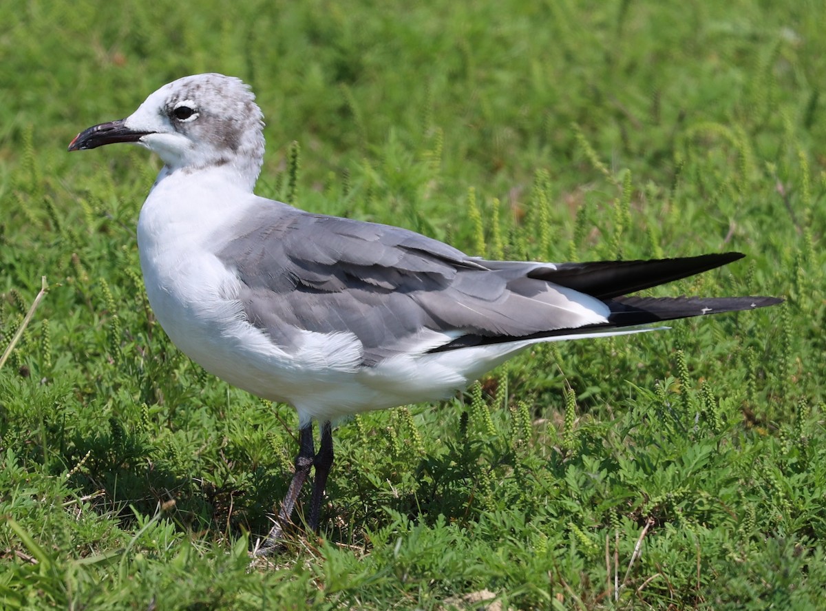 Laughing Gull - ML623491748