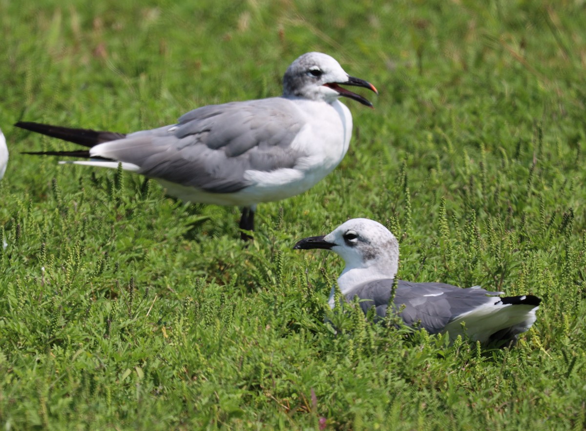 Laughing Gull - ML623491750