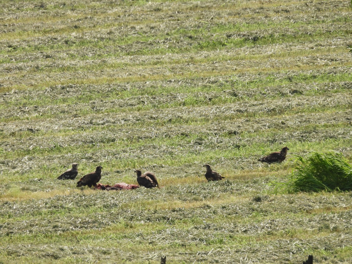 Bald Eagle - ML623491790