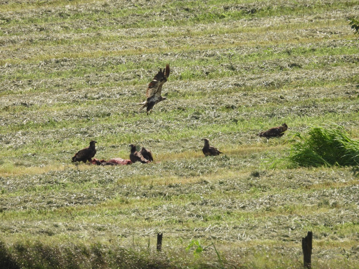 Bald Eagle - ML623491810