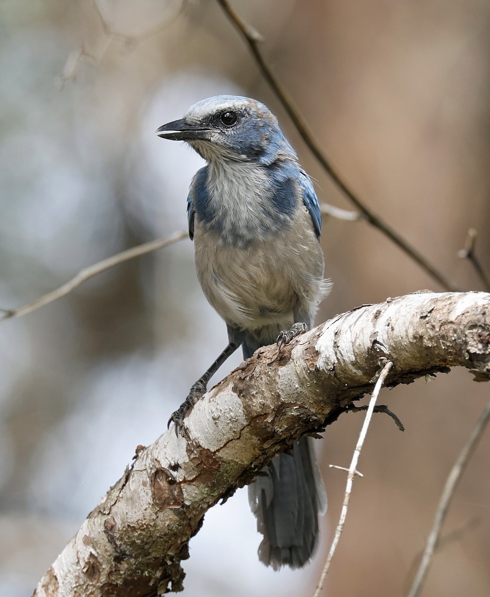 Florida Scrub-Jay - ML623491827