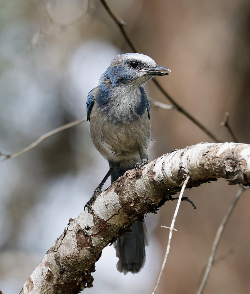 Florida Scrub-Jay - ML623491828