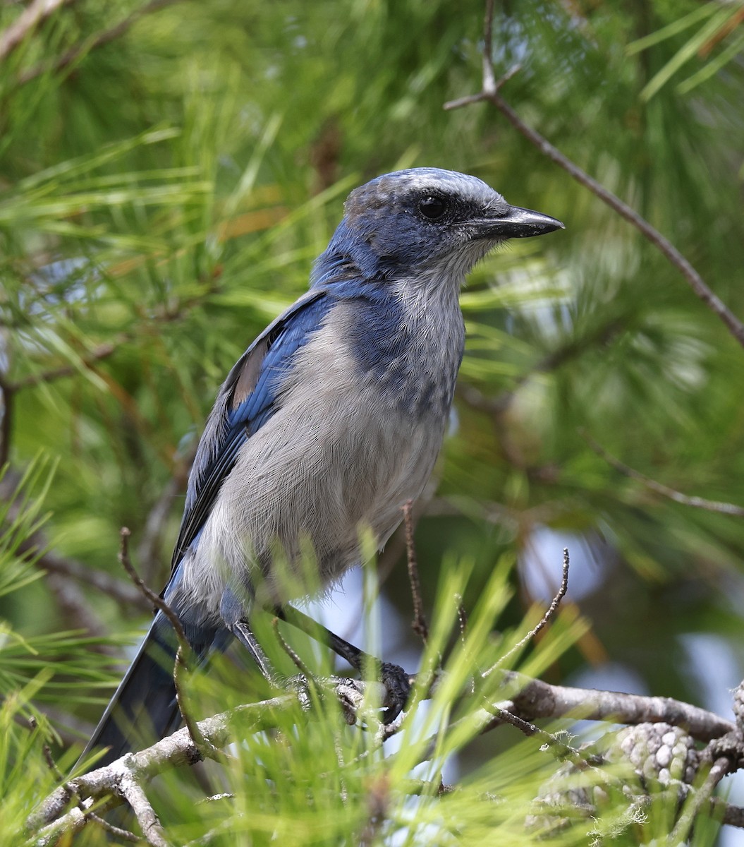 Florida Scrub-Jay - ML623491829