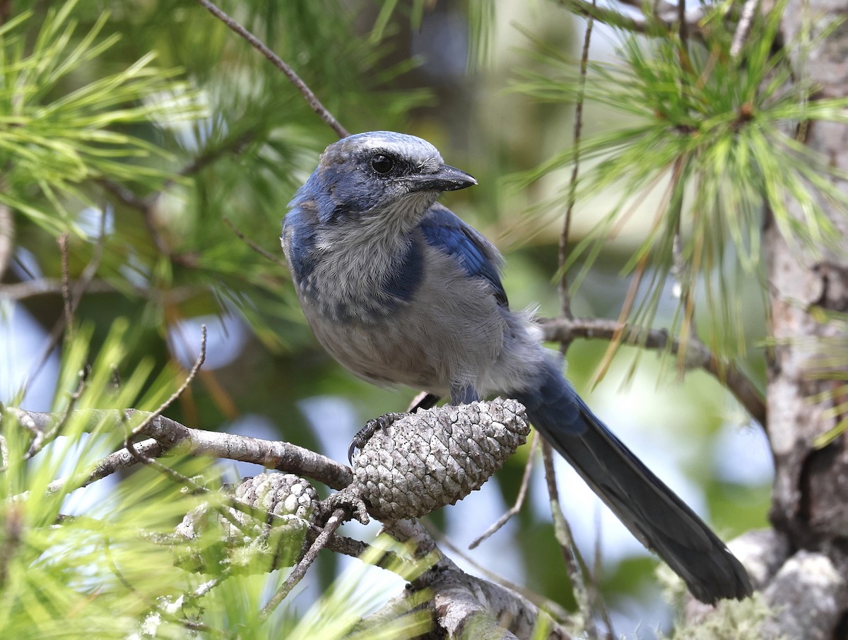Florida Scrub-Jay - ML623491832