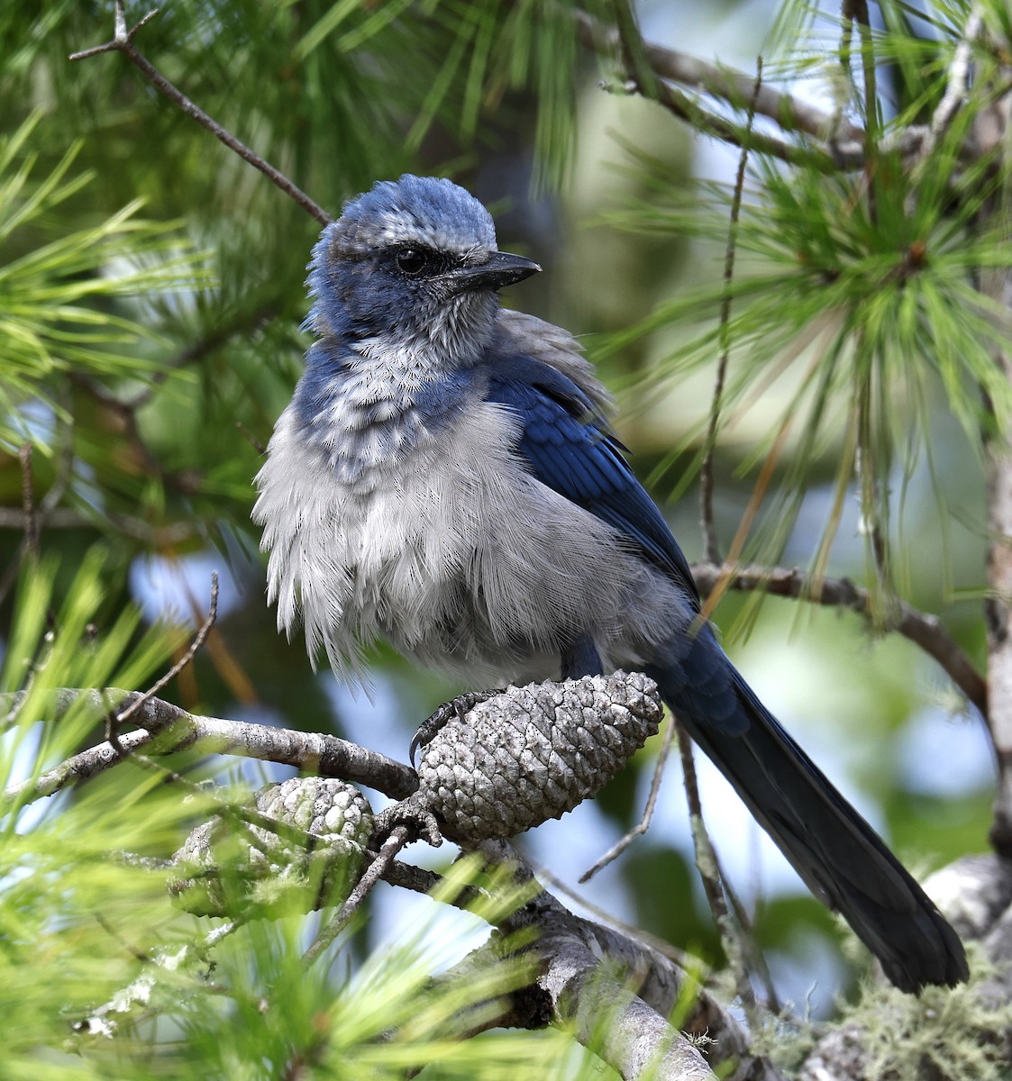 Florida Scrub-Jay - ML623491833