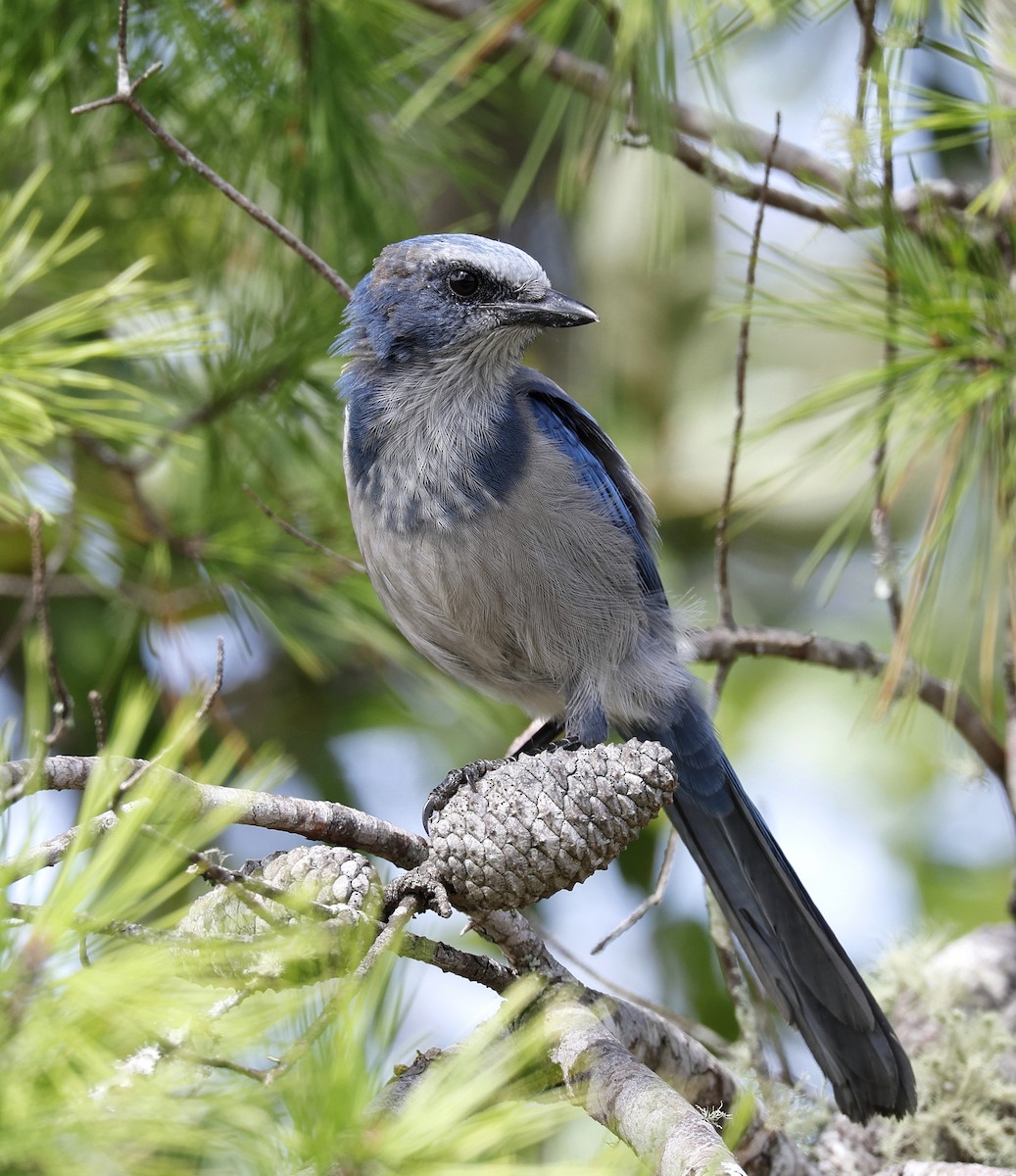 Florida Scrub-Jay - ML623491834