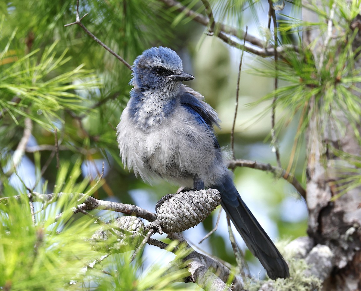 Florida Scrub-Jay - ML623491835