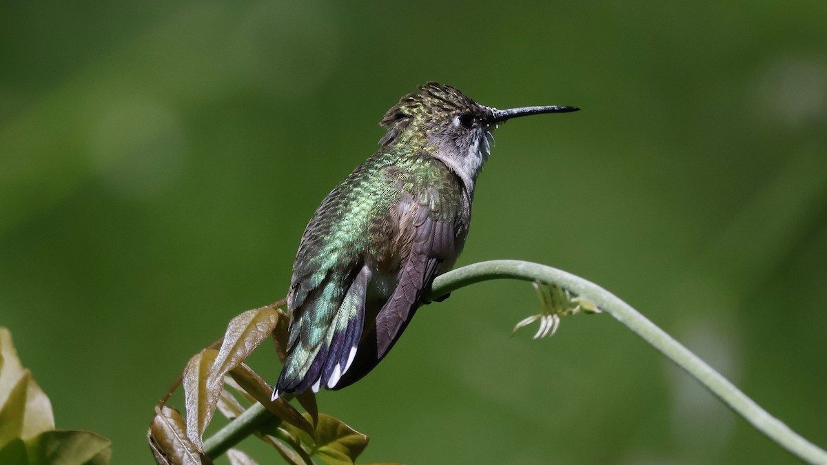 Ruby-throated Hummingbird - Kevin Quin