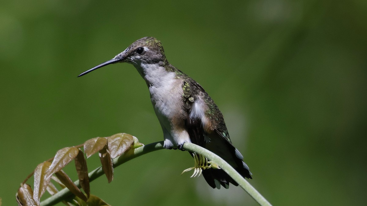 Ruby-throated Hummingbird - ML623491840