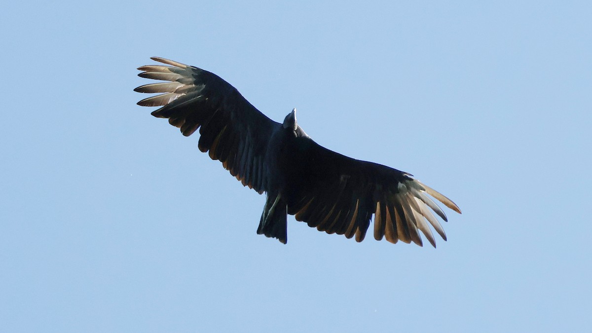 Black Vulture - ML623491926