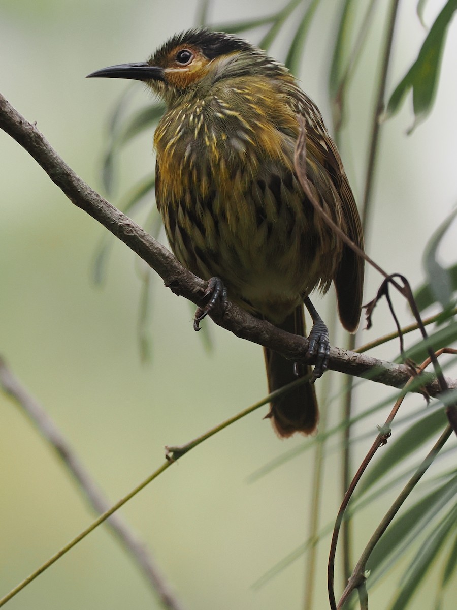 Macleay's Honeyeater - ML623491958