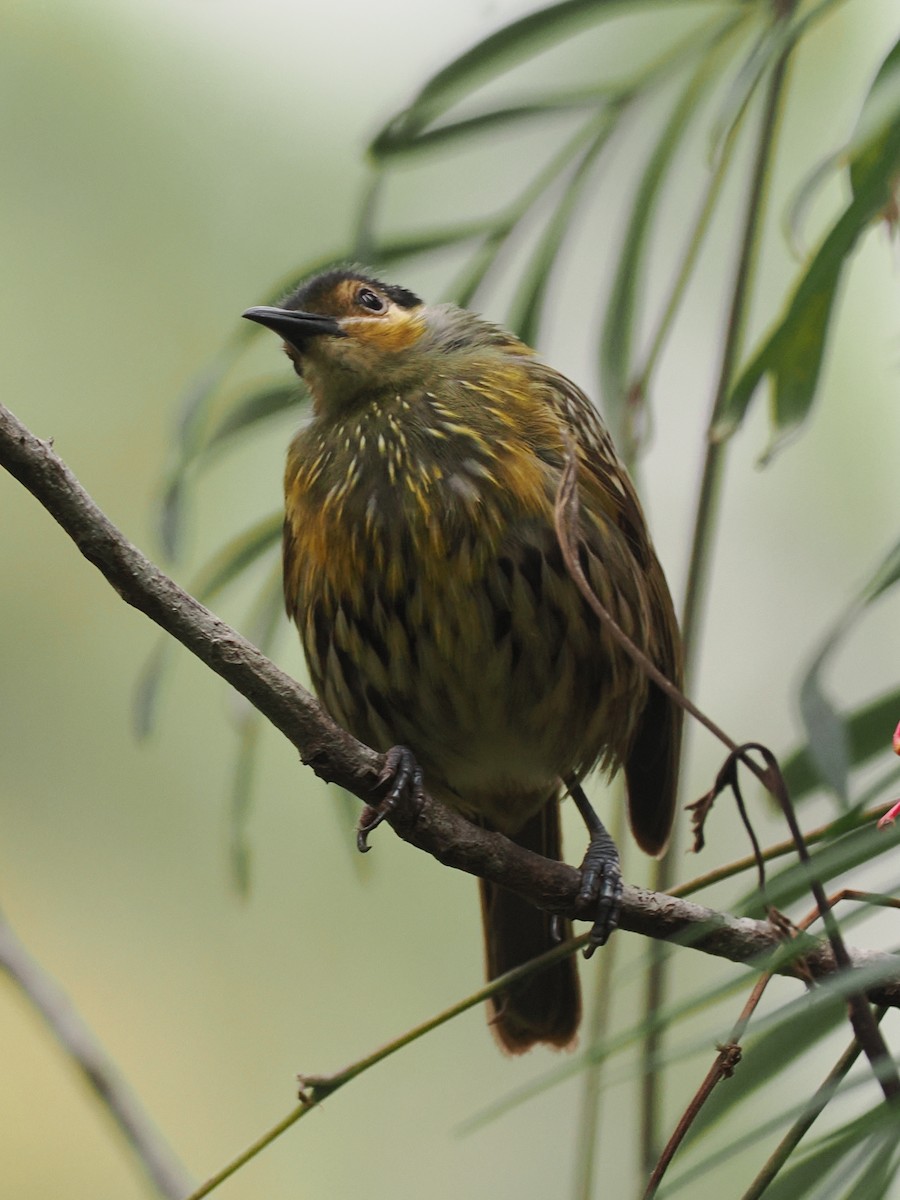 Macleay's Honeyeater - ML623491959