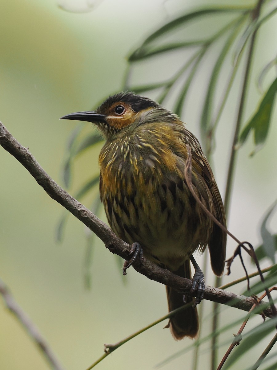 Macleay's Honeyeater - ML623491961