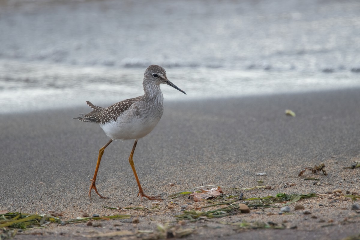 Lesser Yellowlegs - ML623491969