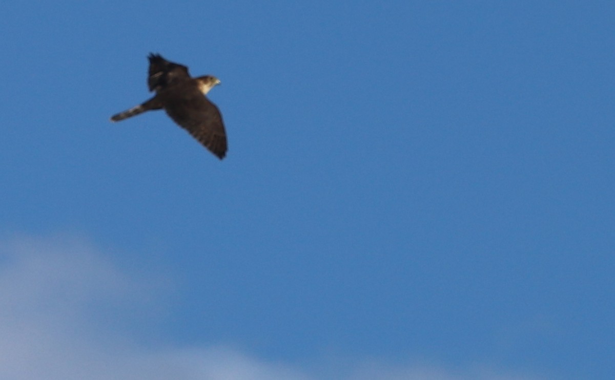 Faucon émerillon (columbarius) - ML623491970