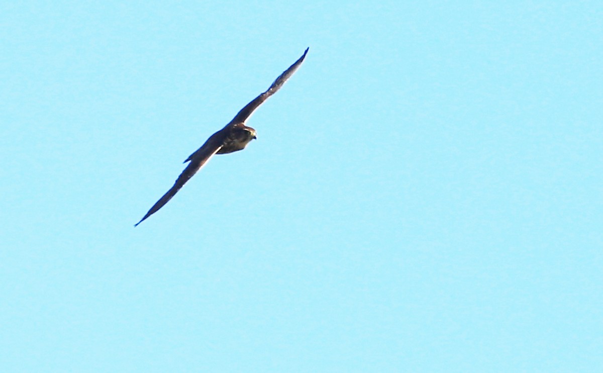 Faucon émerillon (columbarius) - ML623491973