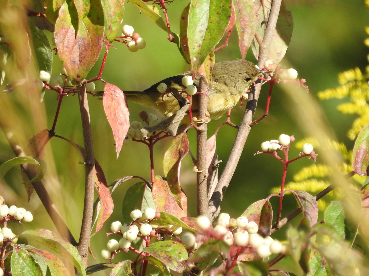 American Redstart - ML623491975