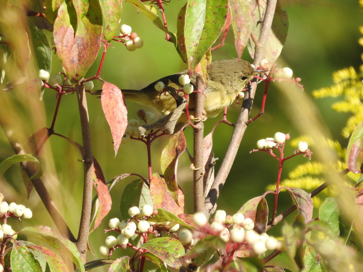 rødstjertparula - ML623491975