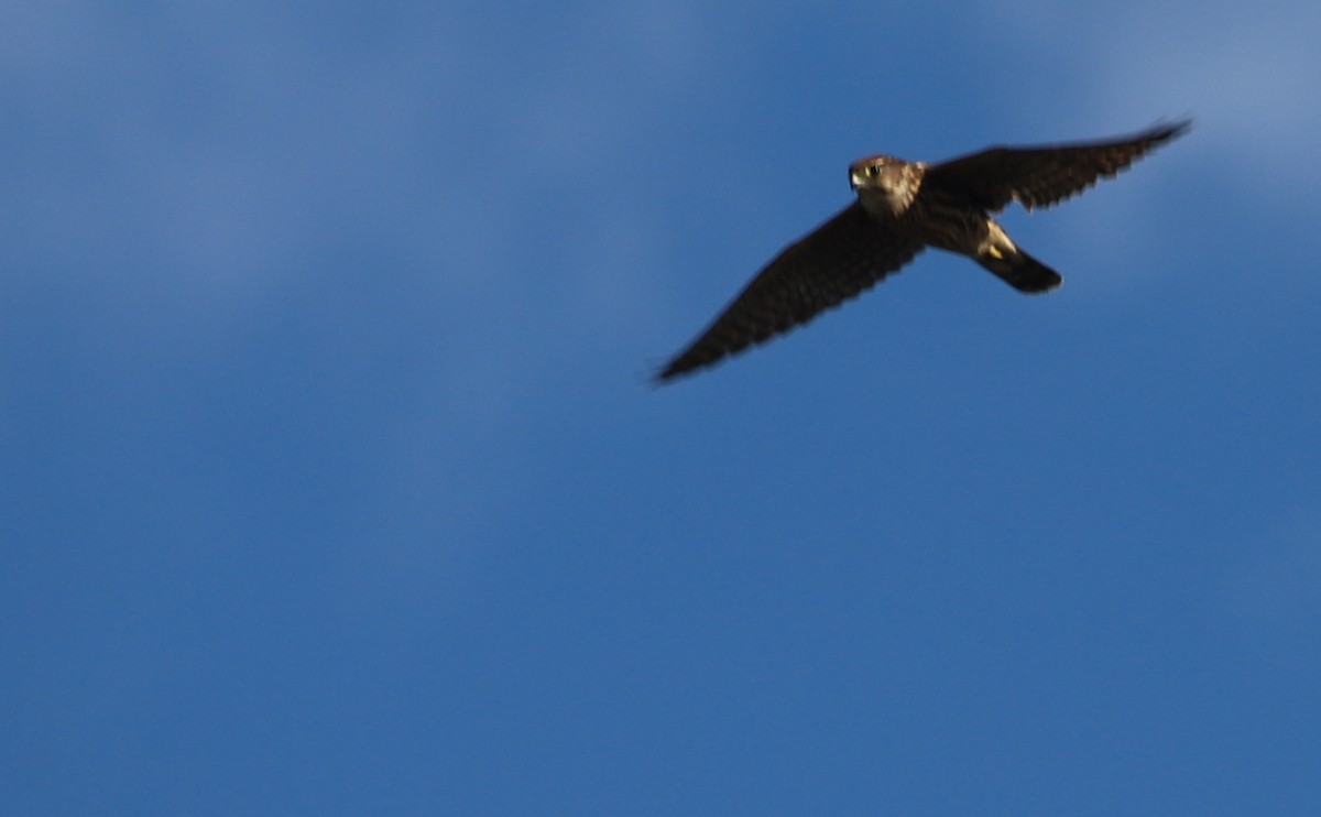 Faucon émerillon (columbarius) - ML623491978